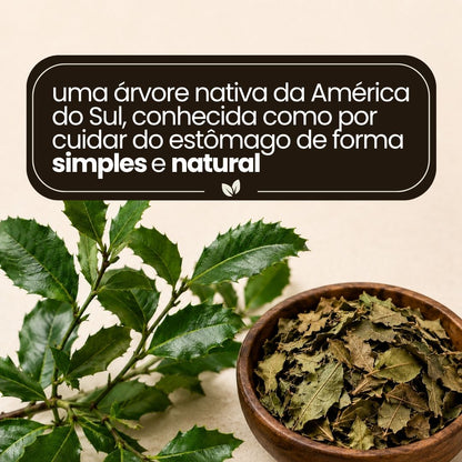 Espinheira Santa